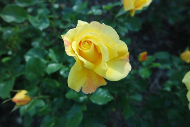 Blooming Yellow Rose Flowers In Garden