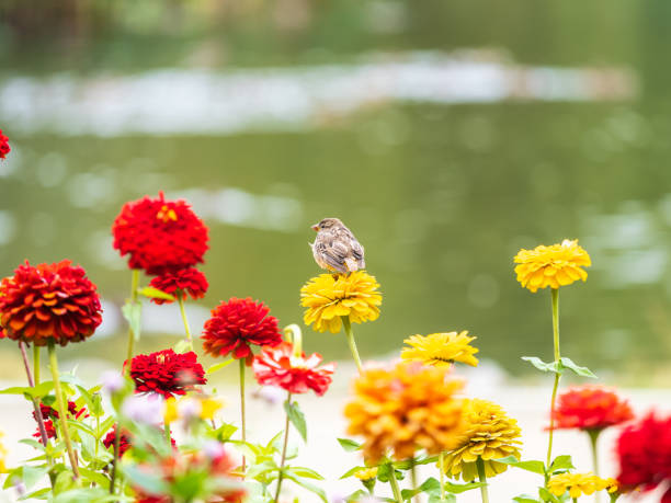 Small sparrow bird sits on bright flowers in sunny garden. Nature background
