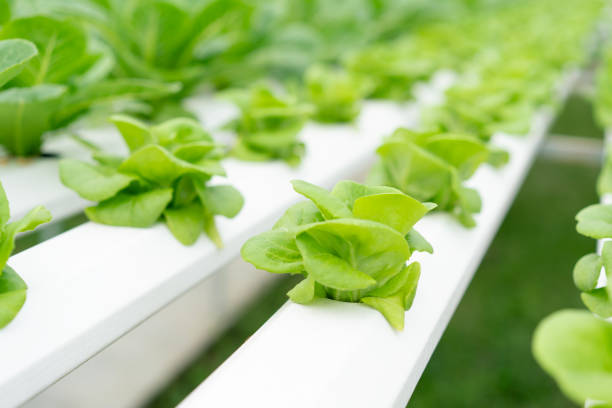 cultivation hydroponics green vegetable in farm, close up