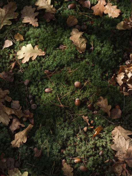 The interplay of textures and colors found in nature. Warm, brown oak leaves, crisp and curled with age, contrast beautifully against the soft, vibrant green of the moss below. Scattered acorns, with their glossy, deep brown caps and matte, earthy bodies, add richness to the scene. The velvety texture of the moss cushions each element, creating a lush, inviting backdrop that enhances the intricate details of the leaves and acorns. This harmonious blend of autumnal tones and natural textures celebrates the forest’s quiet beauty and seasonal charm.