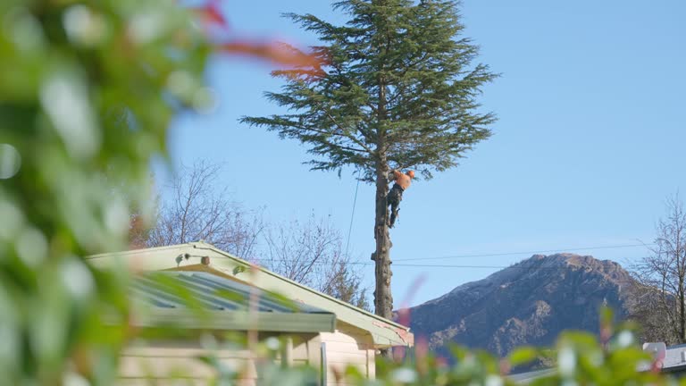 Professional tree specialist or arborist using chainsaw to cut and remove tree