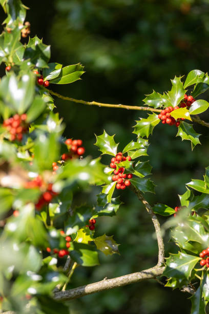 istock Holly tree branch (German European Holly) with red berries, background. selective focus 2181289137
