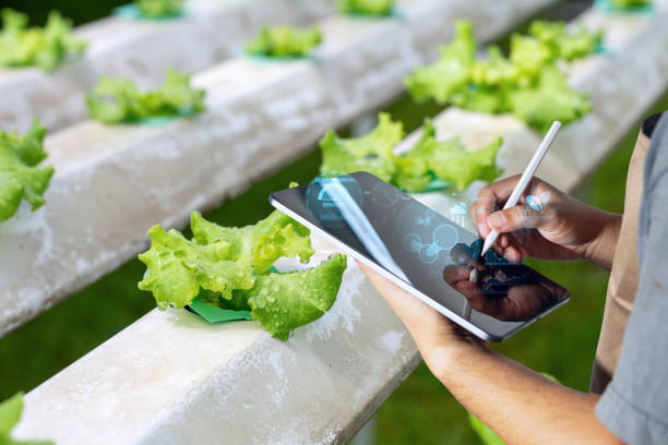 Digital Monitoring in Hydroponic Lettuce Farming