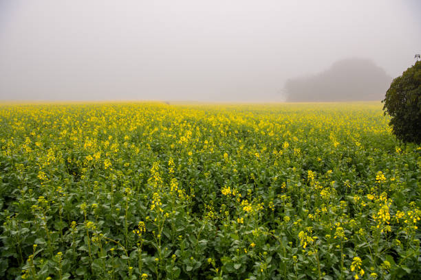 istock Yellow blossoming canola rapeseed fields and dense fog in Luoping, Yunnan, China 2181291745