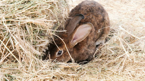 istock cute rabbit on the farm 2181291770