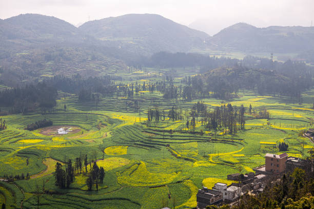 Dramatic sky over the canola fields circular terraces in Luoping, Yunnan, China, copy space for text