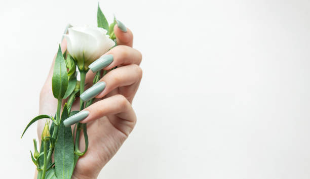 istock A hand holding a delicate white flower with green leaves against a light background, showcasing elegance and nature's beauty 2181292032