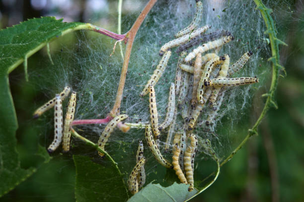 istock Bird cherry leaves in a web and parasitic caterpillars. 2181292115