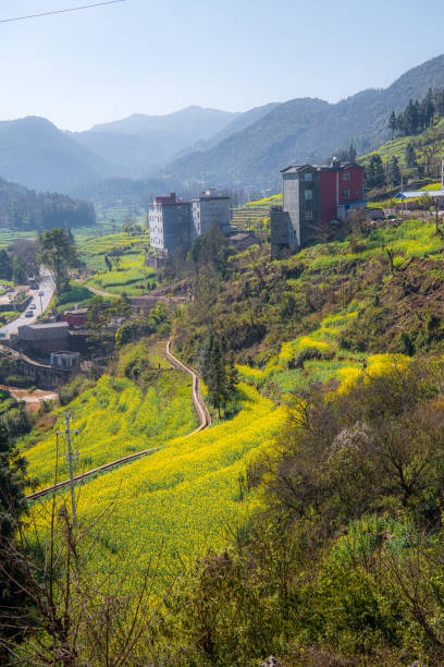 istock Vibrant yellow field with trees in Luosi Field, Luoping China 2181292195