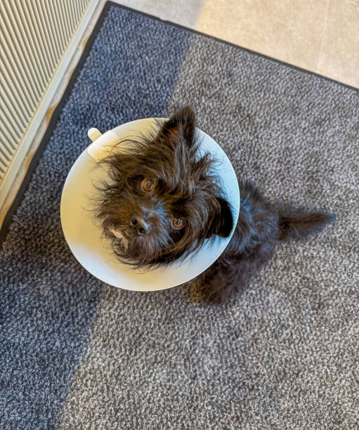 istock Cute Black Dog Wearing a Cone Collar Looking Up on Carpeted Floor 2181293416