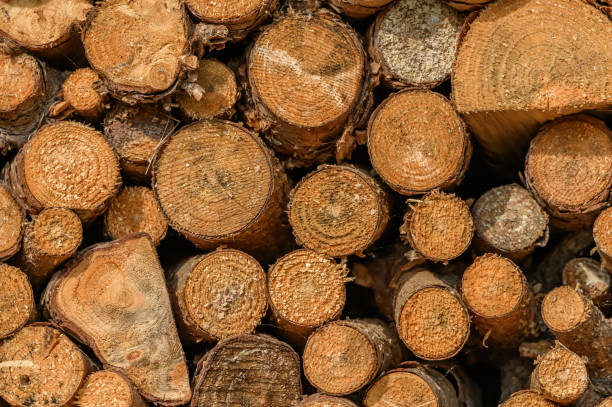 istock Wallpaper trees cut into pieces dry close up 2181293568