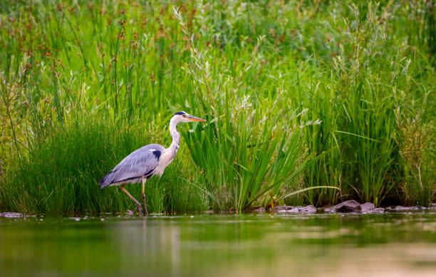istock grey heron fishing on the river 2181293972