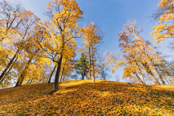 Nature of Latvia, autumn park on a hill during leaf fall, trees and blue clear sky.