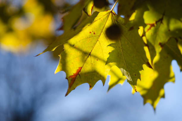istock Sunlit Autumn Leaves with Branches in Background 2181294536