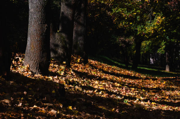 A shaded forest floor covered in autumn leaves, with sunlight casting long shadows from the tree trunks. The interplay of light and shadow enhances the earthy colors, capturing a tranquil autumn atmosphere.