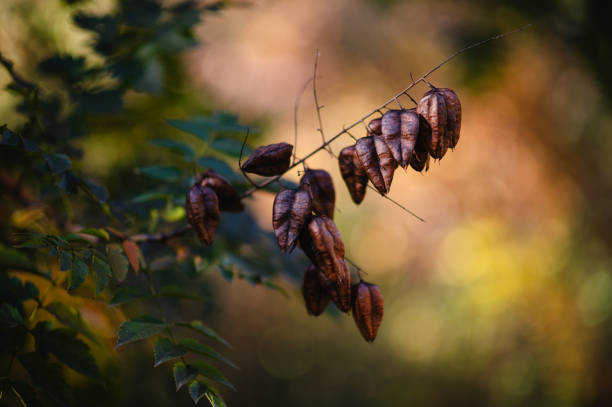 A close-up of dried seed pods hanging from a branch, with a softly blurred background in warm, earthy tones. The image captures the textures and details of the pods, highlighting the beauty of autumnal decay in nature.