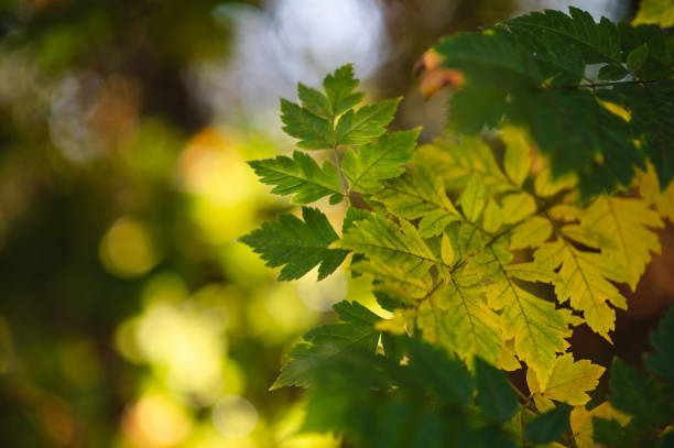 A close-up of autumn leaves in warm shades of yellow and orange, illuminated by sunlight and set against a soft, colorful bokeh background. The image captures the vibrant essence of fall in a tranquil natural setting.