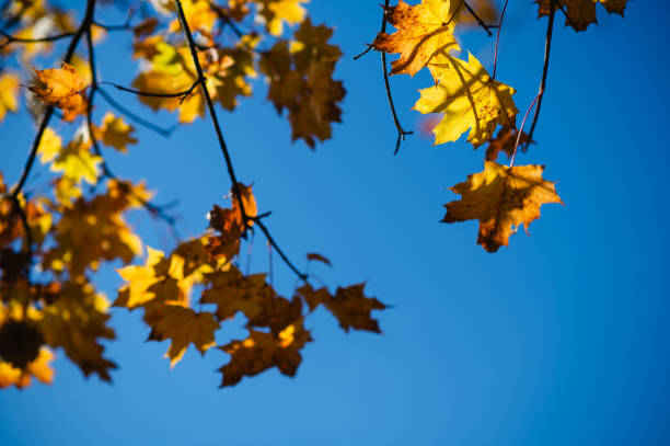 istock Golden Autumn Leaves Against Clear Blue Sky 2181294565