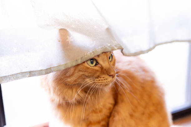 istock A cute cat gazing through lace curtains 2181295190