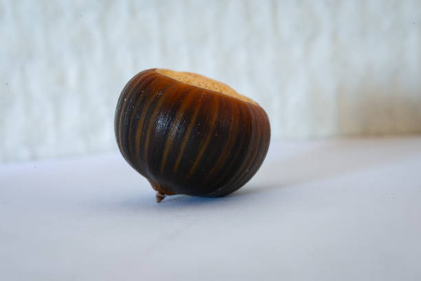 Macro image of a hazelnut, fruit of common hazel tree (Corylus avellana).