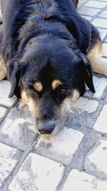 istock big black dog lying on the street 2181296188
