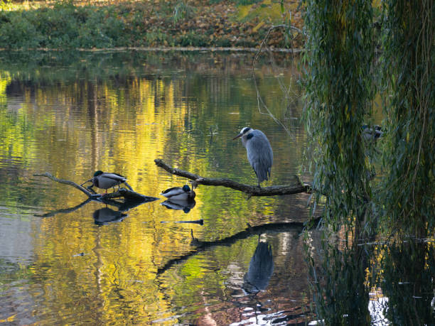 istock gray heron (Ardea cinerea) feeding by the pond and sitting on a tree branch 2181299636