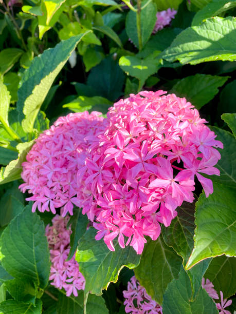 istock The Pink flowers are bathed sunlight 2181305009