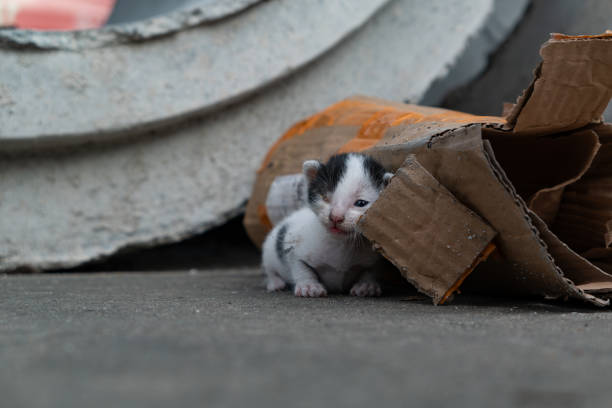a poor abandoned one-eyed kitten groans and crawls with difficulty by the roadside