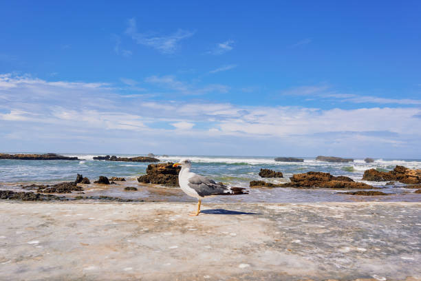 beach in Essaouira city near the forteress
