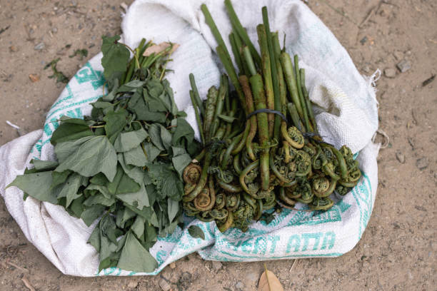 istock Rodo dendron buransh leaf Green leafs Buras tree India flowers and leaves 2181307683