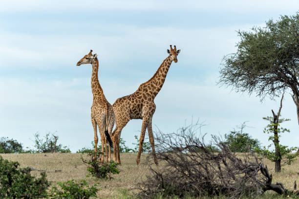 istock Giraffe in Mashatu Game Reserve in the Tuli Block in Botswana 2181308263