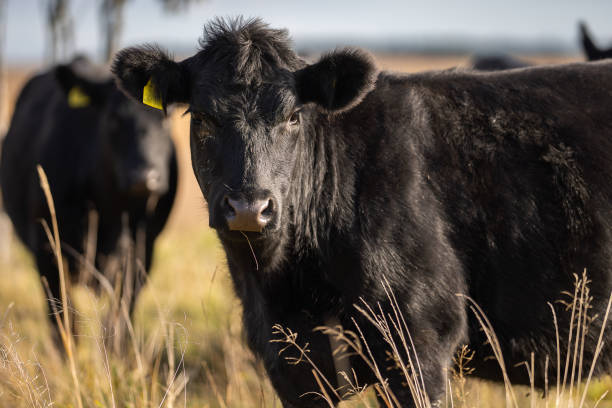 istock Yearling heifer Aberdeen Angus with autumn background blurred. 2181308987