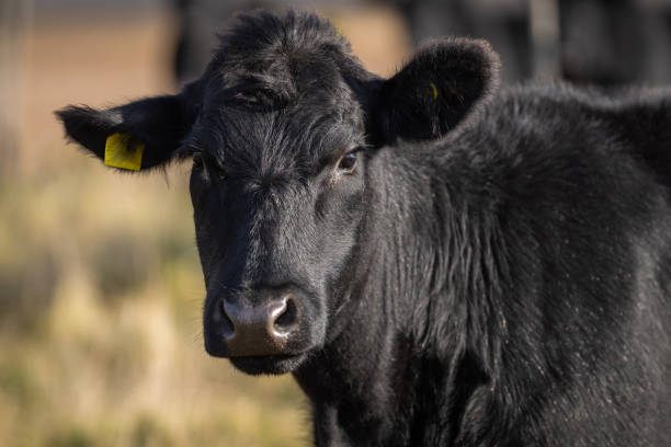 istock Yearling heifer Aberdeen Angus with autumn background blurred. 2181308995