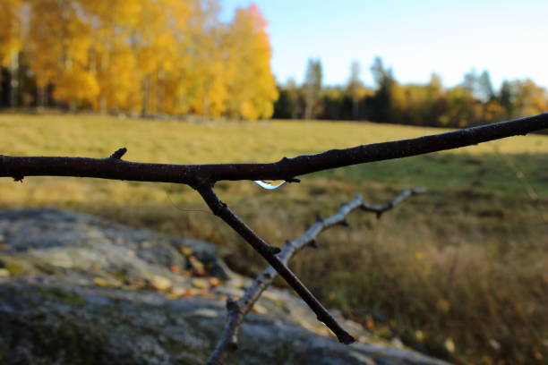 A small drop of water on a twig