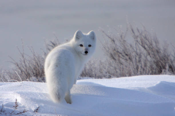 Arctic Fox Arctic Fox at the Nunavut NP, Canada white fox stock pictures, royalty-free photos & images