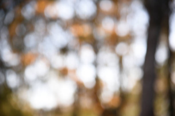 Bokeh light patterns on a blurred autumnal foliage background, creating a pictorialist art piece with a warm palette