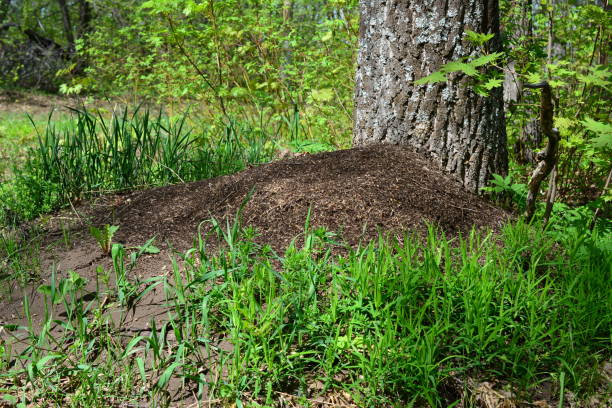 istock an anthill is in front of a tree surrounded with green grass in the forest 2181312688