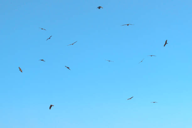 A flock of birds of prey in the sky circling a potential prey