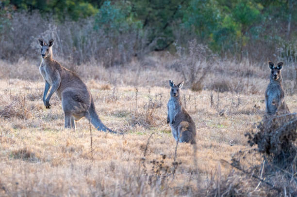 istock Kangaroos in rural Victoria 2181314065