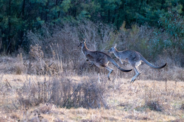 istock Kangaroos in rural Victoria 2181314069