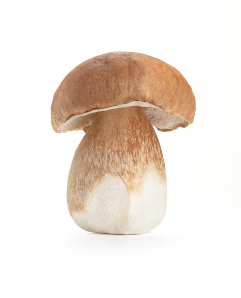 Closeup of fresh porcini mushrooms freshly picked and sliced and cut with a knife. Boletus fungi foraged from the wild and ready for cooking on the white background. Copy space