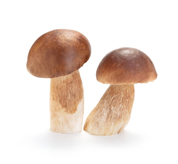 istock Porcini mushrooms 2181314156