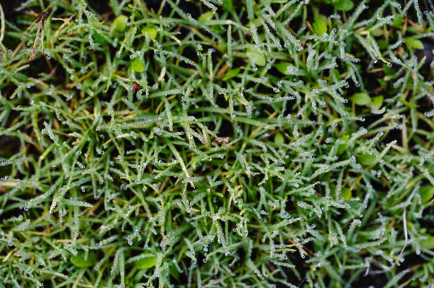 A top-down view of dense green vegetation mixed with patches of moss and small plants. The image captures the rich textures and variety in natural ground cover.