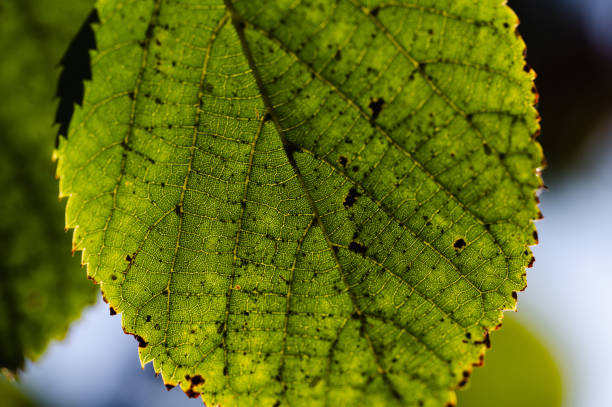 A close-up view of a green leaf showing its detailed texture, veins, and small imperfections under natural sunlight. The image captures the intricate patterns and natural beauty of the leaf structure.