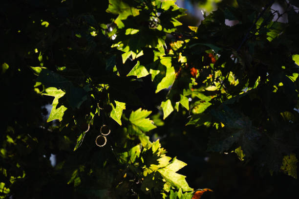 A close-up of green leaves illuminated by patches of sunlight, creating a dynamic play of light and shadow. The natural backdrop captures the peaceful ambiance of a forest setting.
