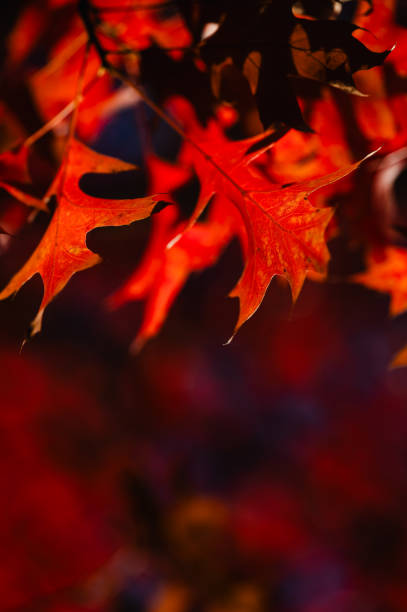 Close-up view of red autumn leaves on branches, illuminated by sunlight. The warm hues and soft focus background capture the essence of the fall season.