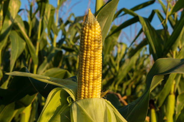 istock Golden kernels shine on a fully developed cob of corn, surrounded by lush green stalks under a clear blue sky in a vibrant summer setting 2181315342