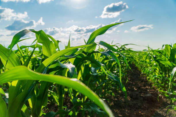 istock Corn plants thrive in a lush green field, stretching towards a clear blue sky filled with clouds. The sunlight enhances the vibrant foliage, indicating a healthy crop 2181315366
