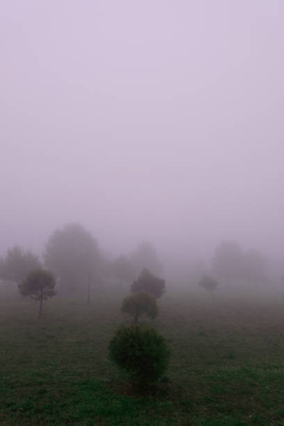 Copy Text Space Idea Minimal Atmospheric Landscape Rural Fog Misty Scene