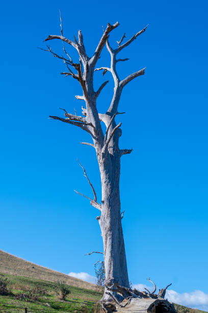 istock Dead trees in rural Victoria 2181317006